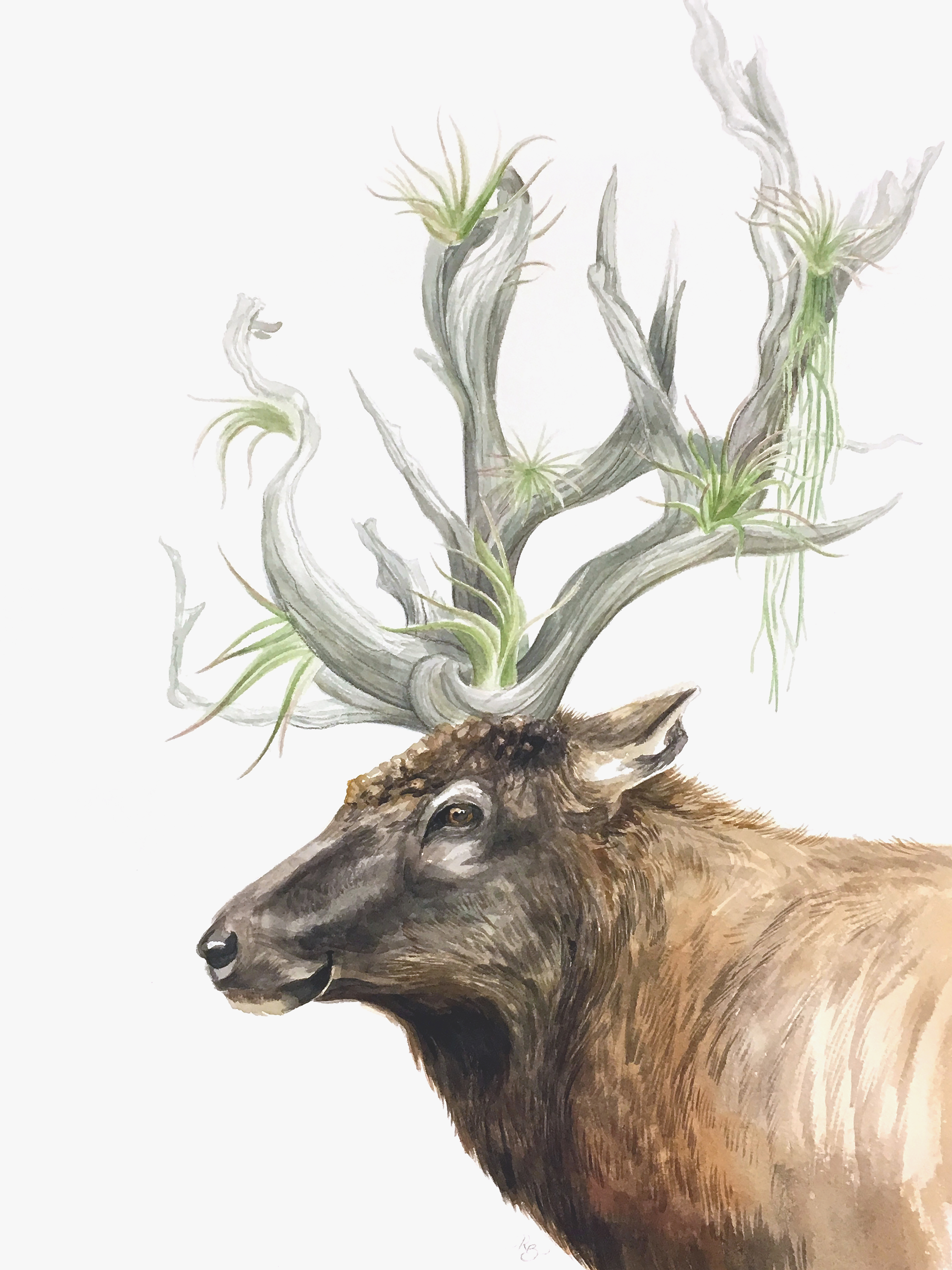 profile view of an elk head with airplants danginling from antlers that look like driftwood