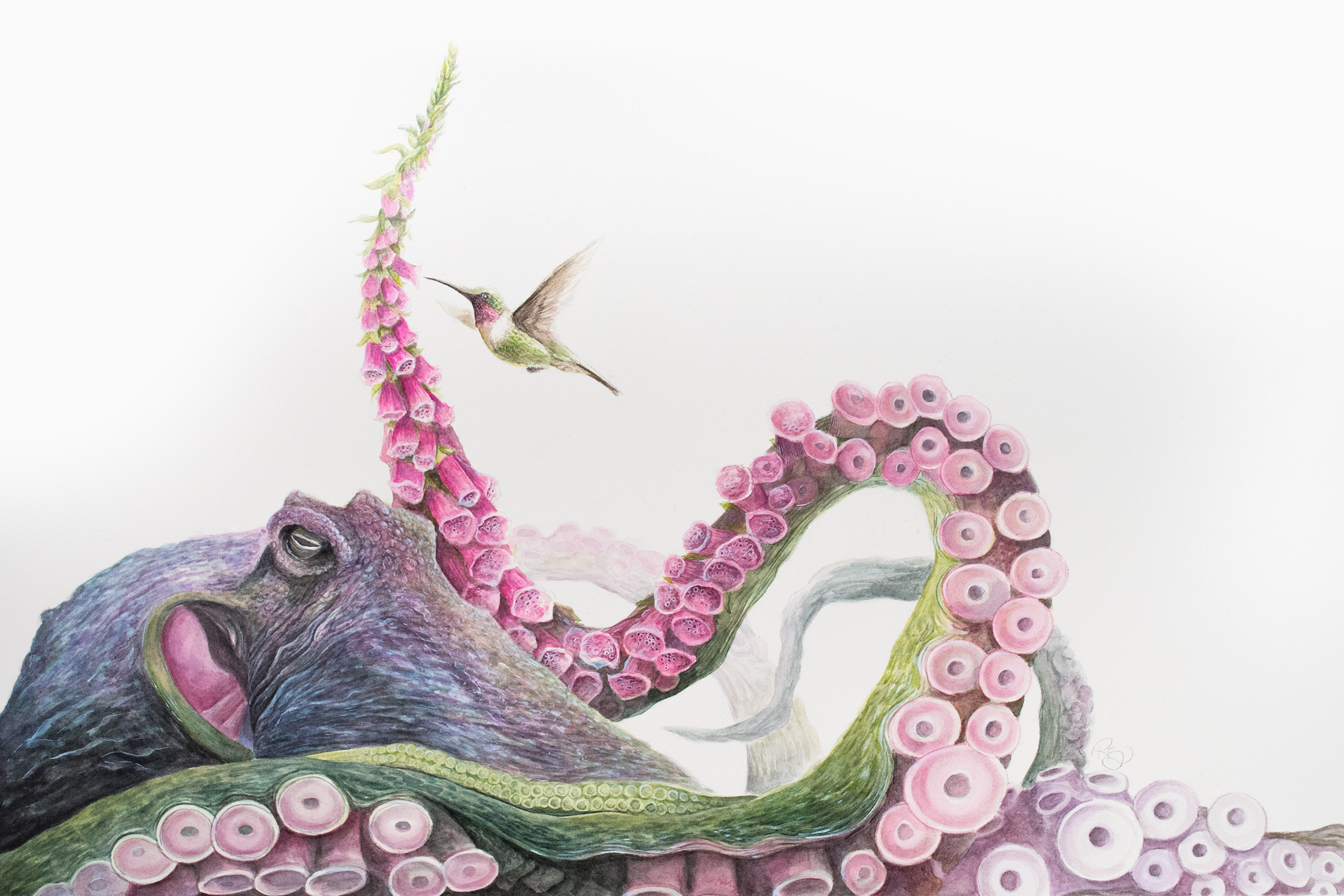 A purple pink and green octopus with one of its tentacles curving over onto itself changing into foxglove flowers A hummingbird hovers near the flower buds.
