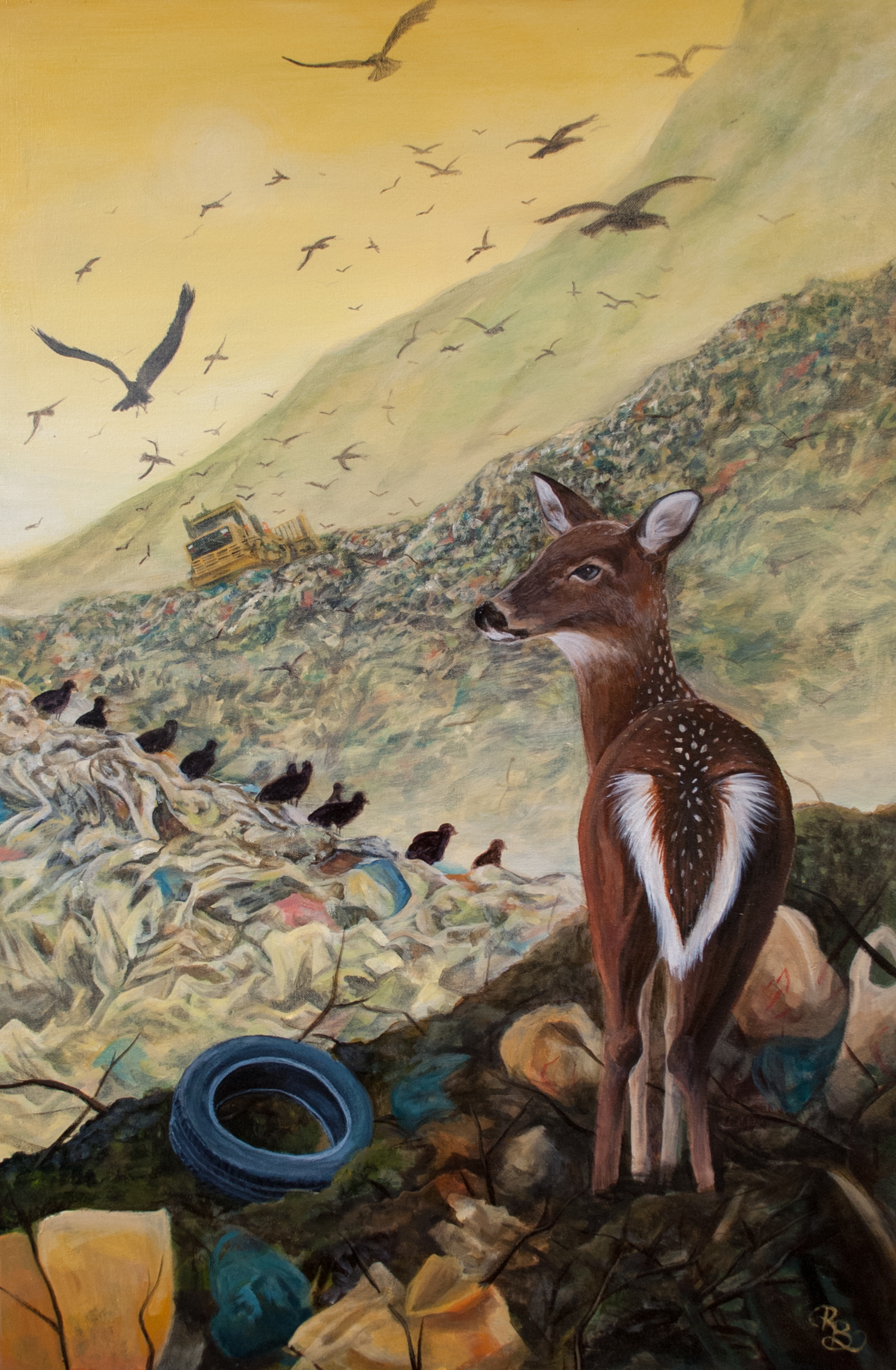 deer standing in landfill looking out at bulldozer