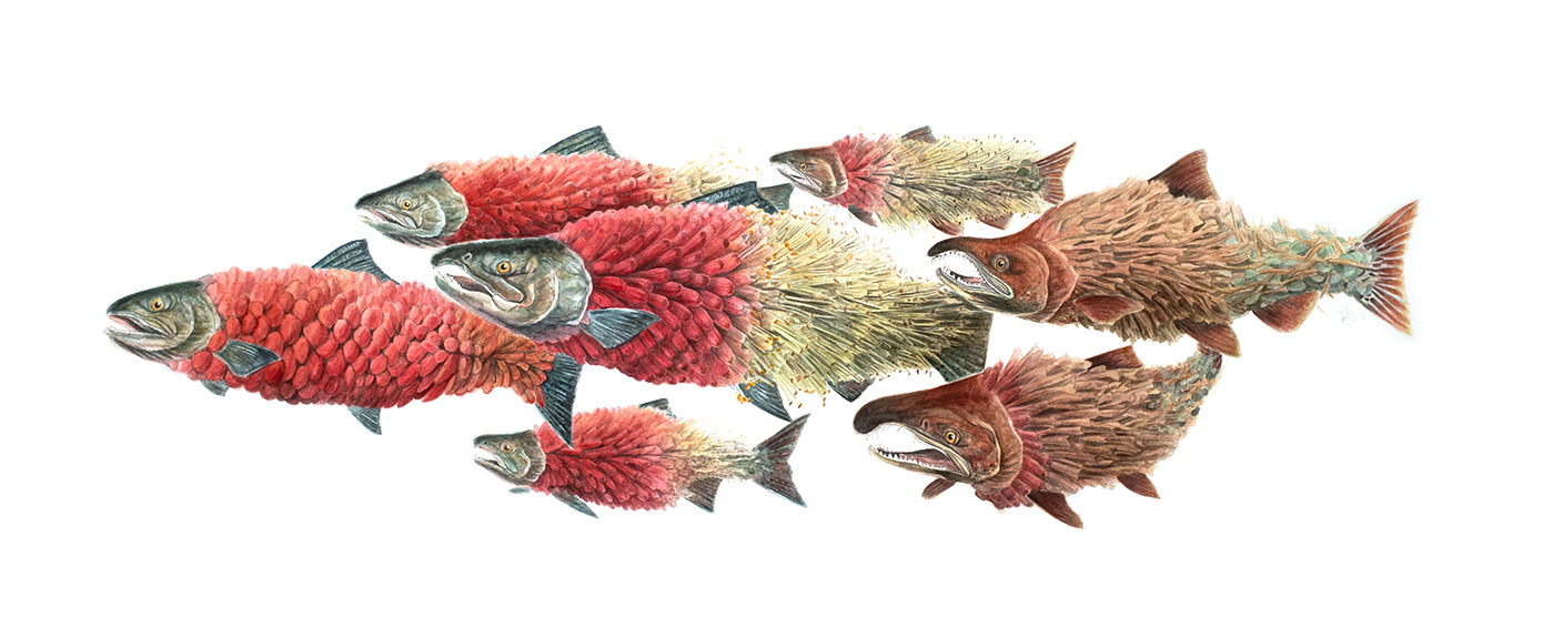 Watercolor painting of a school of 7 salmon bodies morphing into torch lilies, progressing through lifecycle stages. The adult salmon is represented with vibrant red blooms that transition to chartreuse petals and styles with orange-brown stigma and progress to a spawning adult with brown decaying leaves and green egg sacks.